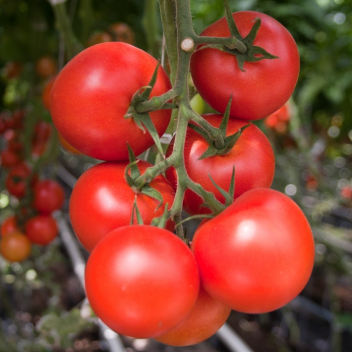 Seminte tomate MOLDOVEANU F1 - 50 seminte [1]
