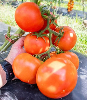 Seminte tomate nedeterminate PRISTA F1 - 1.000 seminte [1]