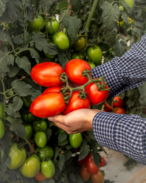 Seminte tomate nedeterminate VINCITORI F1 - 500 seminte [1]