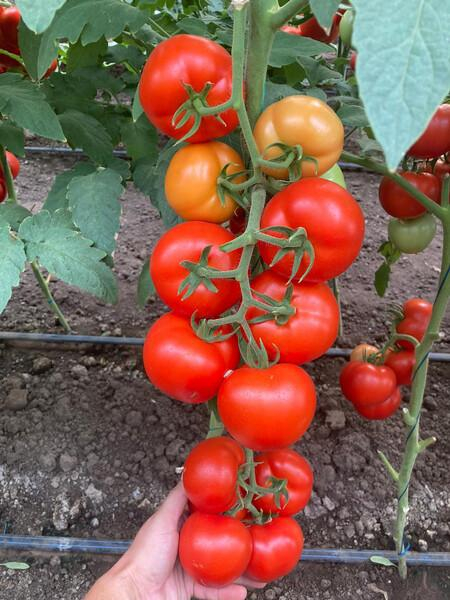 Seminte tomate Paronema F1 -  500 sem [1]