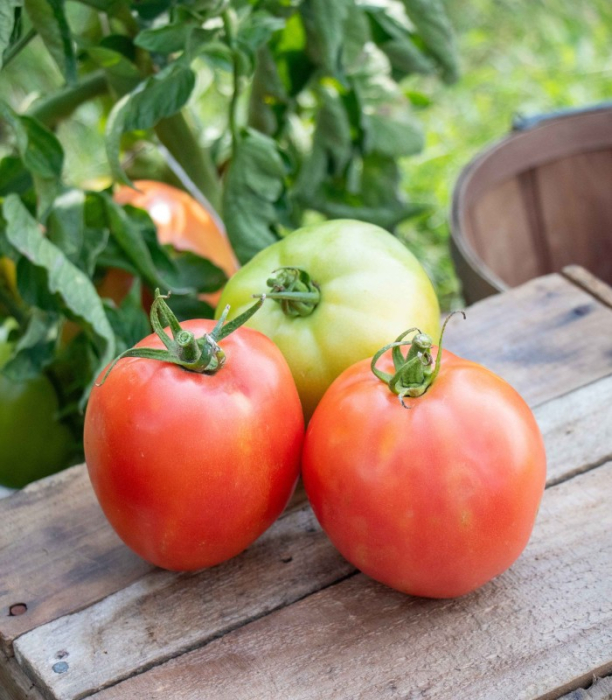 Seminte tomate nedeterminate SANDERO F1 - 250 seminte [1]