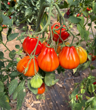 Seminte tomate TIEPOLO F1 - 100 seminte [1]