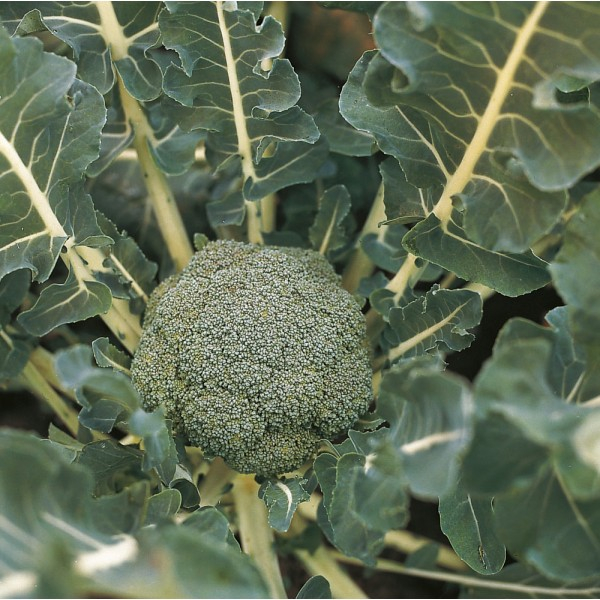 Semințe de broccoli Lucky F1 - 1.000 semințe [1]
