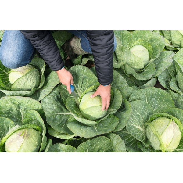 Seminte varza Farao F1 - 2.500 semințe [2]