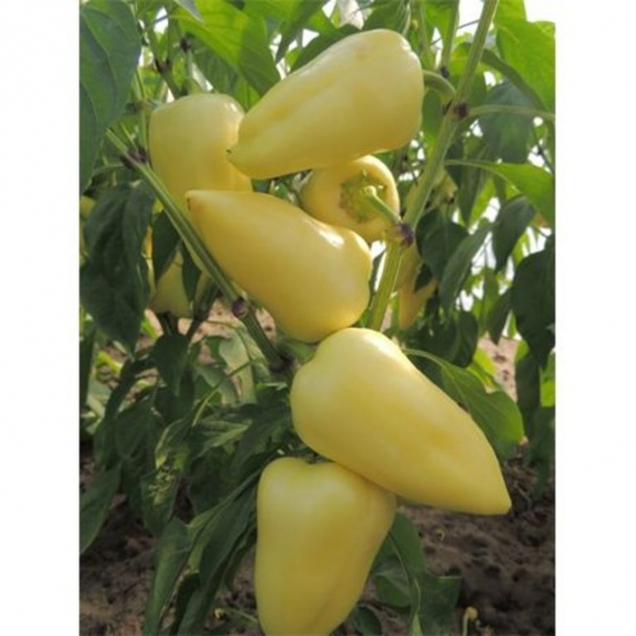 Seminte ardei Sobri F1 [1]