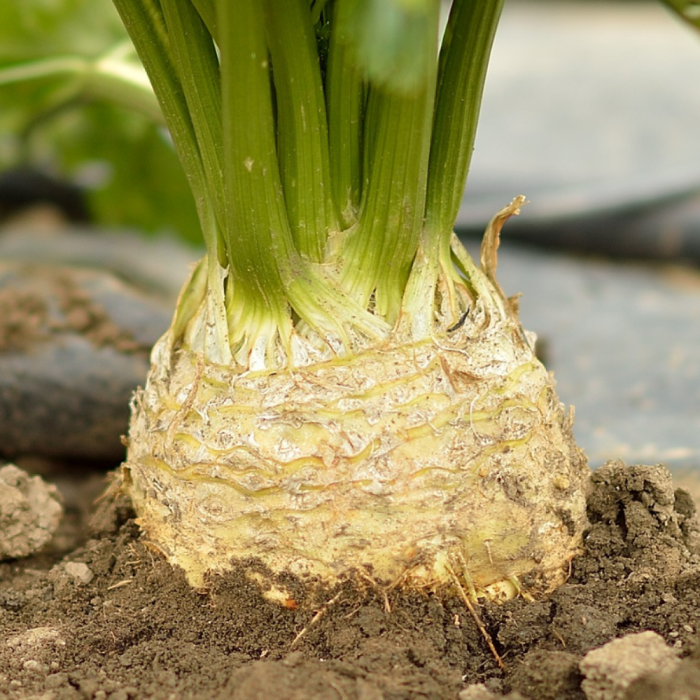 Seminte telina Apollo - 2500 seminte DRAJATE [2]