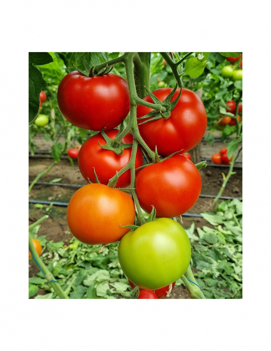 Seminte tomate LACARTA F1 (cod 27657) - 500 seminte [1]