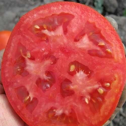 Tomate SUPERNOVA F1 - 1000 seminte [2]