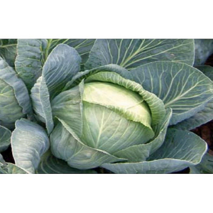 Seminte de varza - burton-f1