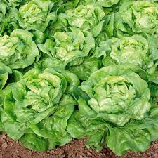 Seminte de legume - Seminte salată Lobela - 5 gr