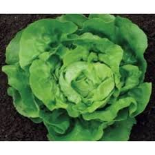 Seminte salată Lobela - 5 gr [2]