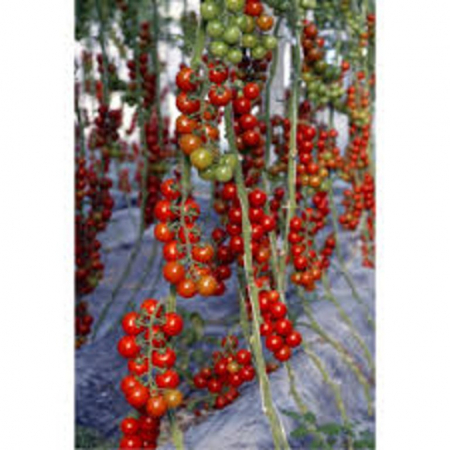 Seminte de legume - Seminte tomate nedeterminate Aligrizza F1 - 1000 seminte
