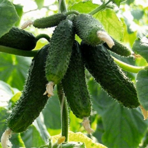 Seminte de legume - Seminte castraveți Amour F1 - 250 seminte