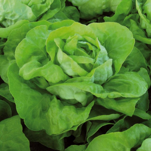 Seminte de legume - Seminte salată Analena 5000 SEM, drajata