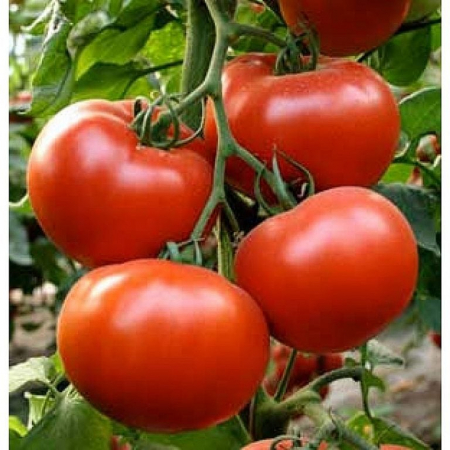 Nedeterminate - Seminte tomate Axiom F1 - 500 seminte