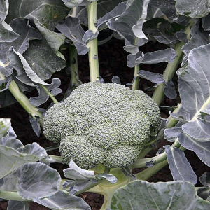 Seminte de broccoli - batory-f1