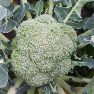 Seminte de legume - Seminte broccoli  Belstar F1 - 2500 semințe