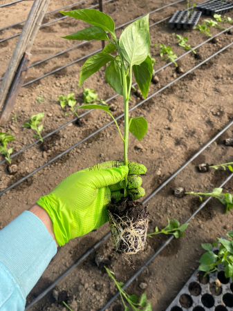 biostimulator-de-inradacinare-rizocyn-4-litri [1]