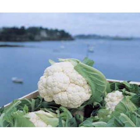 Seminte de legume - Seminte conopida Bodilis F1 - 1000 SEM