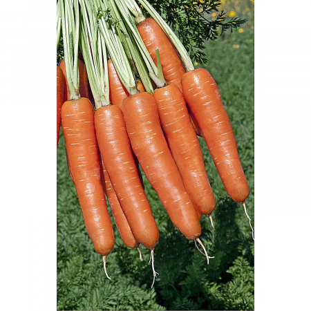 Seminte de morcov - Seminte morcovi Bolero F1 - 100.000 seminte