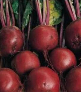 Seminte de sfecla rosie - bonel