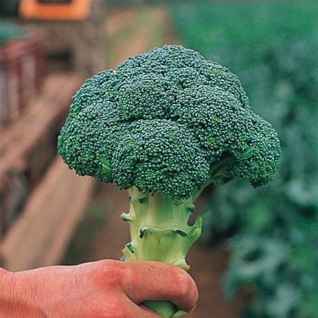 Seminte de broccoli - Seminte broccoli CHEVALIER F1 -1000 seminte