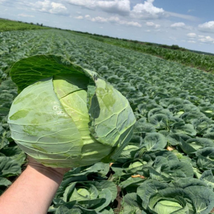 Seminte varza Conqueror F1 - 2500 semințe [1]