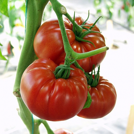 Nedeterminate - Seminte tomate Country Taste F1 - 250 seminte