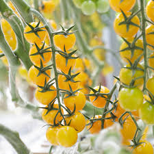 Tomate cherry - Seminte tomate Yolita F1, tip cherry - 500 semințe