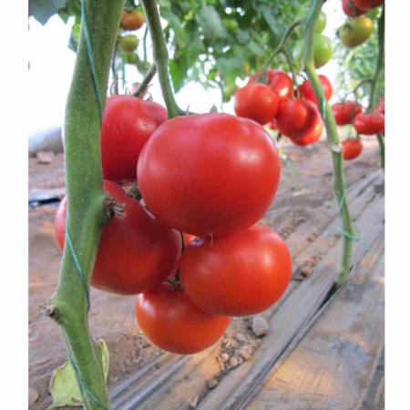 Nedeterminate - Seminte tomate Diagrama F1 - 500 seminte