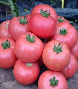 Tomate roz - dimerosa-f1