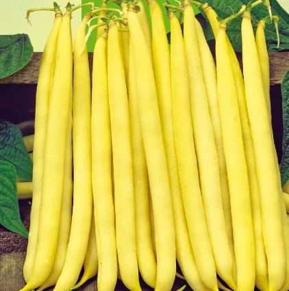 Fasole oloaga - Seminte fasole galbena SONESTA - 1 KG