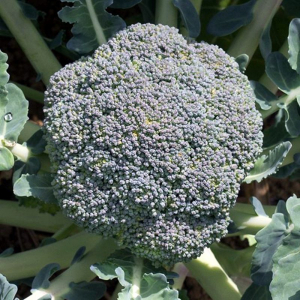 Seminte de legume - Seminte broccoli Fiesta F1 - 2500 semințe