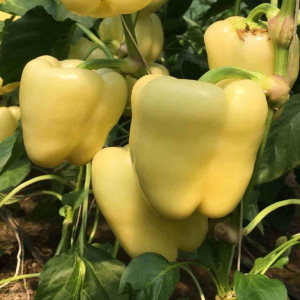 Seminte de legume - Seminte ardei Goldano - 100 seminte