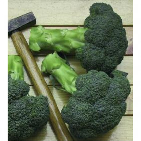 Seminte de broccoli - Seminte broccoli IRONMAN F1 -1000 seminte