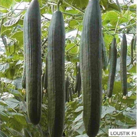 Seminte de legume - Seminte castraveti LOUSTIK F1, 1000 seminte