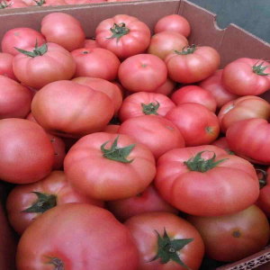 Tomate roz - manekro-f1
