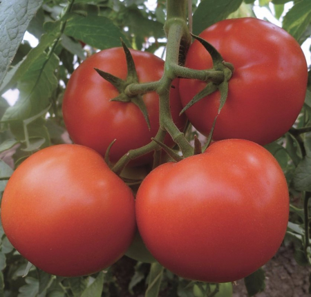 Seminte de legume - Seminte tomate MATISSIMO F1 - 100 semințe
