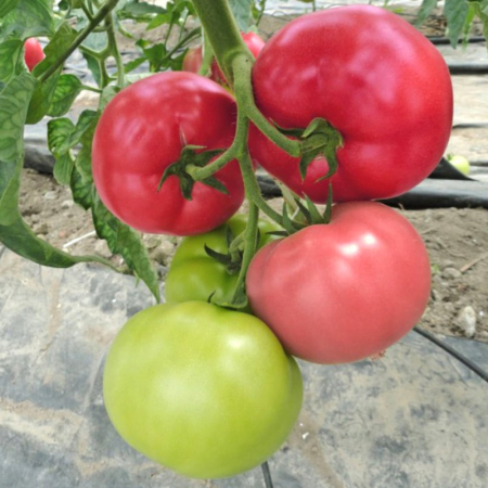 Seminte tomate MEI SHUAI F1 - 500 seminte [1]