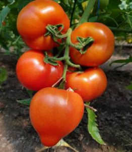 Semideterminate - Seminte tomate Melanet F1 - 500 semințe