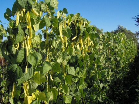 Fasole urcătoare - Seminte fasole Meraviglia di Venezia - 500 grame, fasole urcatoare galbena lata, soi timpuriu, productiv
