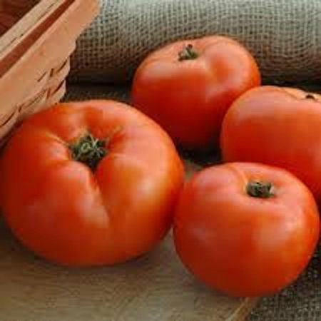 Seminte de legume - Seminte tomate nedeterminate Opera F1 1000 seminte