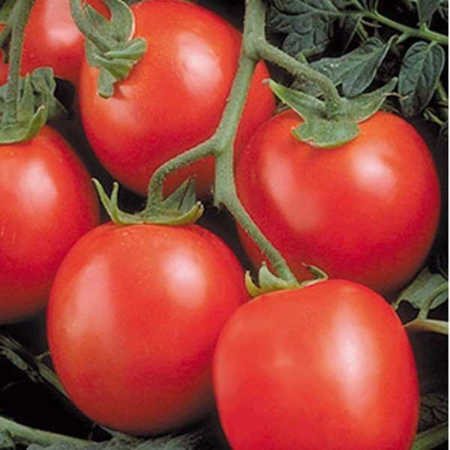 Seminte de legume - Seminte tomate PERFECTPEEL F1 - 10.000 seminte