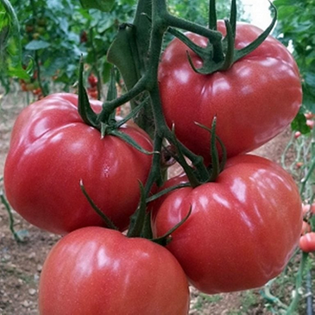 Tomate roz - Seminte tomate Pink Wonder F1- 250 seminte