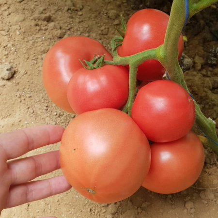 Seminte de legume - Seminte tomate PINKID F1 - 500 seminte