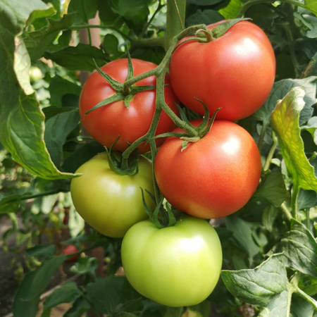 Seminte tomate PINKID F1 - 100 seminte [2]