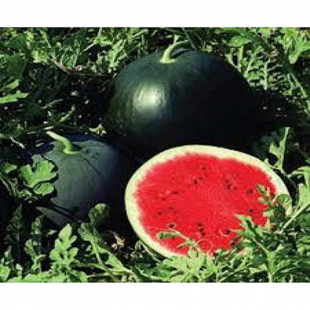 Seminte de pepeni verzi - Seminte pepene verde Red Star F1 - 500 seminte