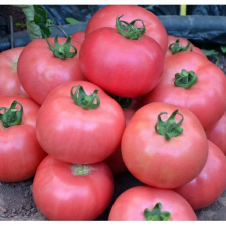 Nedeterminate - Seminte tomate nedeterminate Rozy F1 - 500 seminte