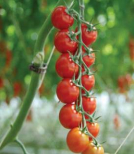 Tomate cherry - sakura-f1