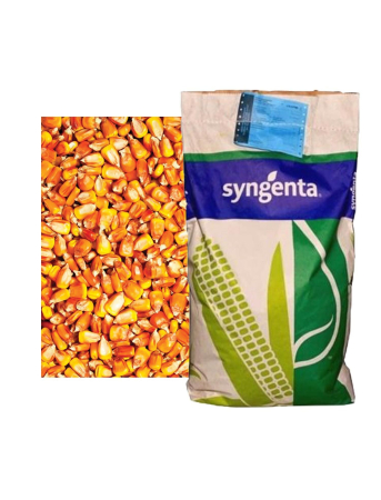 Seminte de porumb - Samanta porumb CHORINTOS - sac 50.000 boabe, timpuriu, FAO 300-340